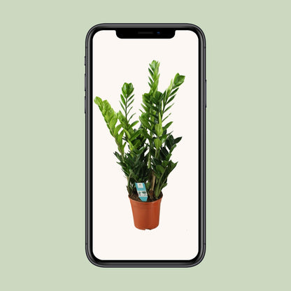 Zamioculcas 21cm - Ø21cm - ↕100cm - Plantabulous