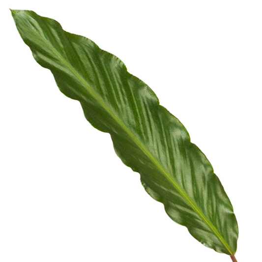 Korbmarante – Calathea 'Wavestar' – 80 cm – Ø19 cm - Plantabulous
