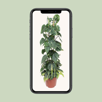 Philodendron – Philodendron Scandens Brasil – ↑120 cm – Ø24 cm