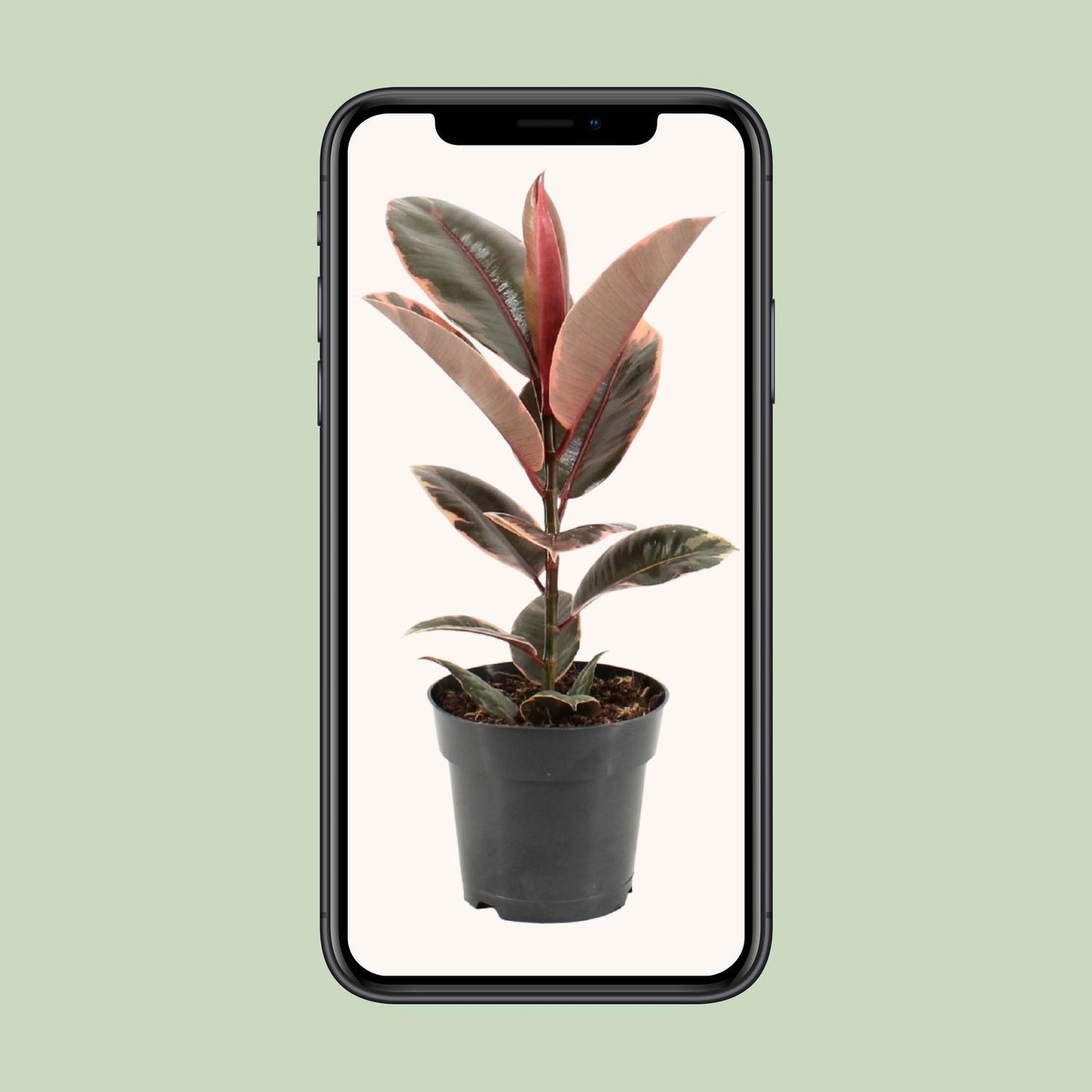 Gummibaum – Ficus 'Elastica Belize' – ↑55 cm – Ø17 cm