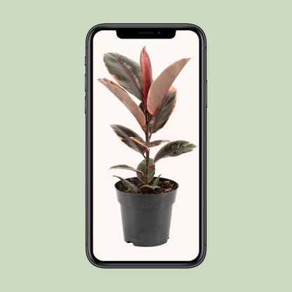 Gummibaum – Ficus 'Elastica Belize' – ↑55 cm – Ø17 cm
