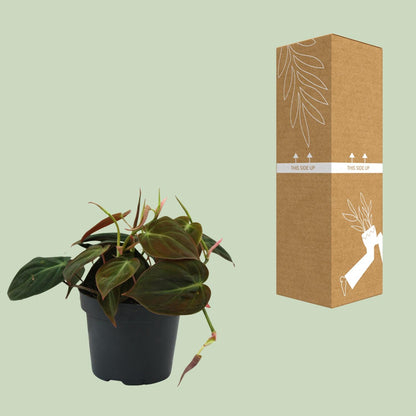 Philodendron Micans - Ø12cm - ↕15cm - Plantabulous