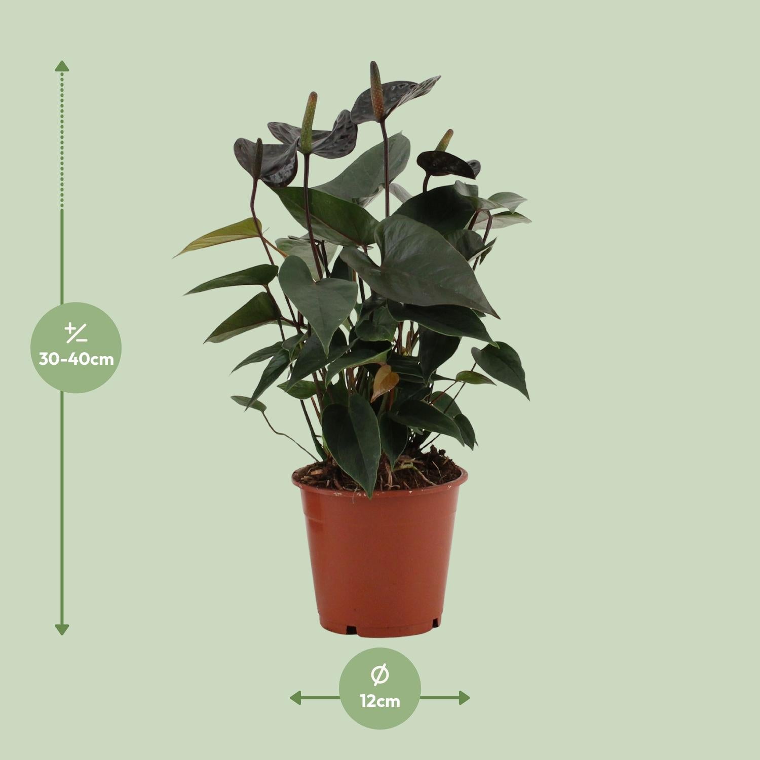 Anthurium Black Love In Transparant Sleeve - Ø12cm - ↕36cm - Plantabulous