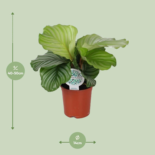 Calathea Orbifolia - Ø14cm - ↕45cm - Plantabulous