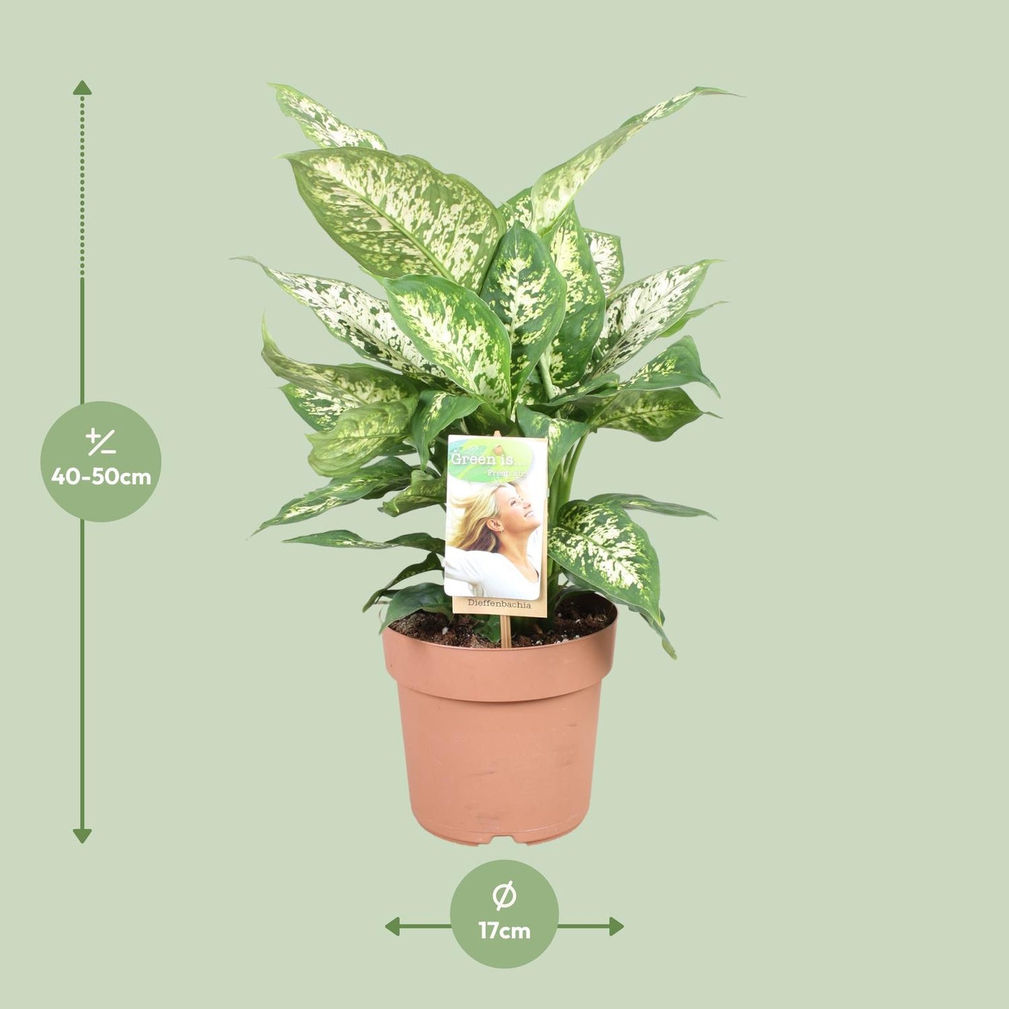 Dieffenbachie – Dieffenbachia Compacta – ↑45 cm – Ø17 cm