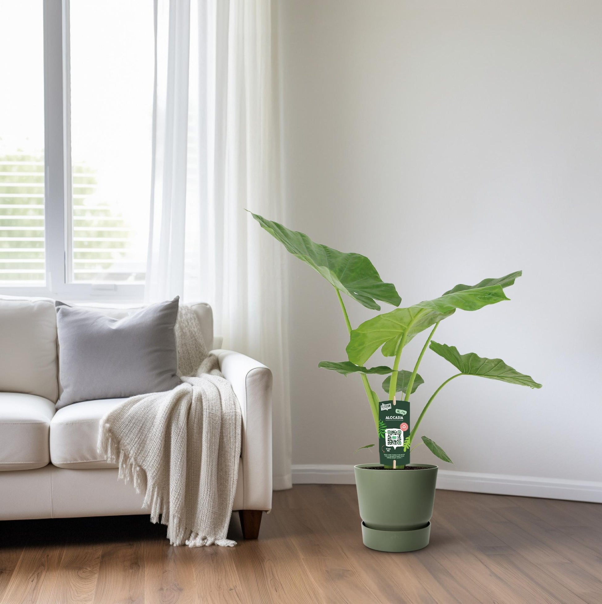 Pfeilblatt – Alocasia Macrorrhiza – 70 cm – Ø19 cm - Plantabulous