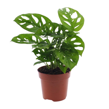Fensterblatt – Monstera adansonii 'Monkey Leaf' – 30 cm – Ø12 cm - Plantabulous