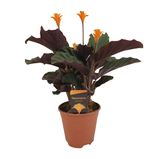 Korbmarante – Calathea Crocata – ↑40 cm – Ø14 cm