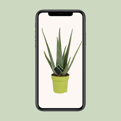 Aloe Vera – ↑45 cm – Ø12 cm