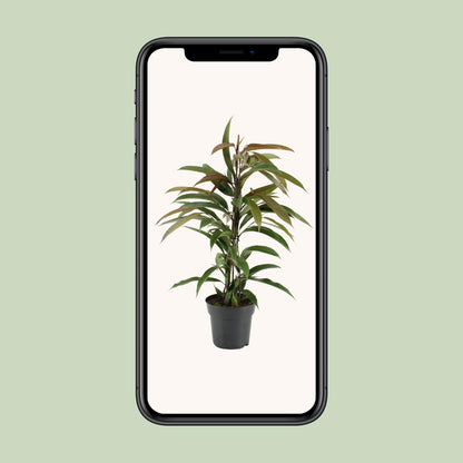 Ficus Binnendijkii Amstel King - Ø17cm - ↕70cm - Plantabulous