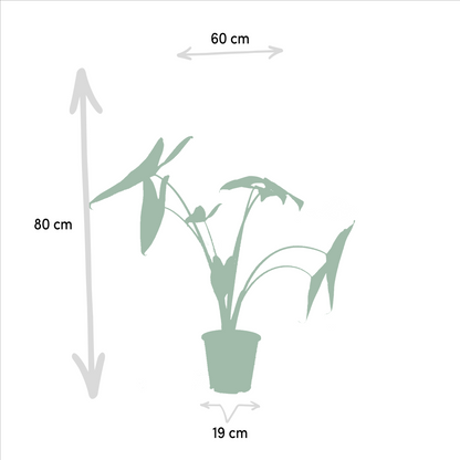 Pflanzen Set – 3 Pflanzen - Monstera Deliciosa - 75cm - Ø21cm - Alocasia Zebrina - 75cm - Ø19cm - Strelitzia Nicolai - 85cm - Ø19cm - Plantabulous