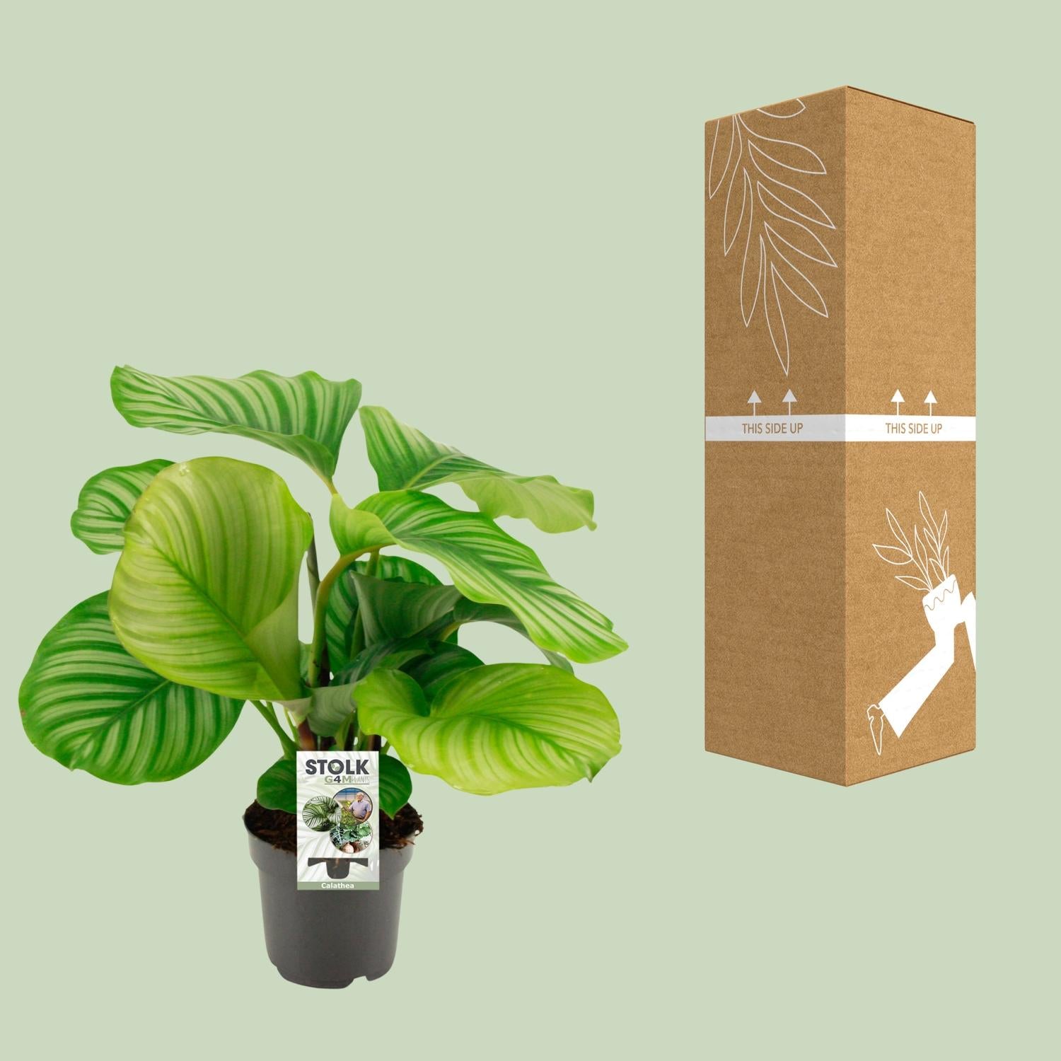 Korbmarante – Calathea orbifolia – 14 cm – Ø50 cm - Plantabulous