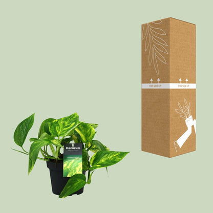 Efeutute – Scindapsus 'Pinnatum HiColor' (Epipremnum) – ↑20 cm – Ø12 cm