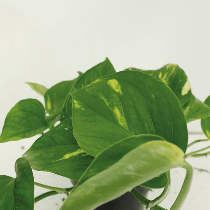 Pflanzen Set – 2 Pflanzen – Efeutute – Epipremnum 'Aureum' (Scindapsus) – ↑25 cm – Ø15 cm