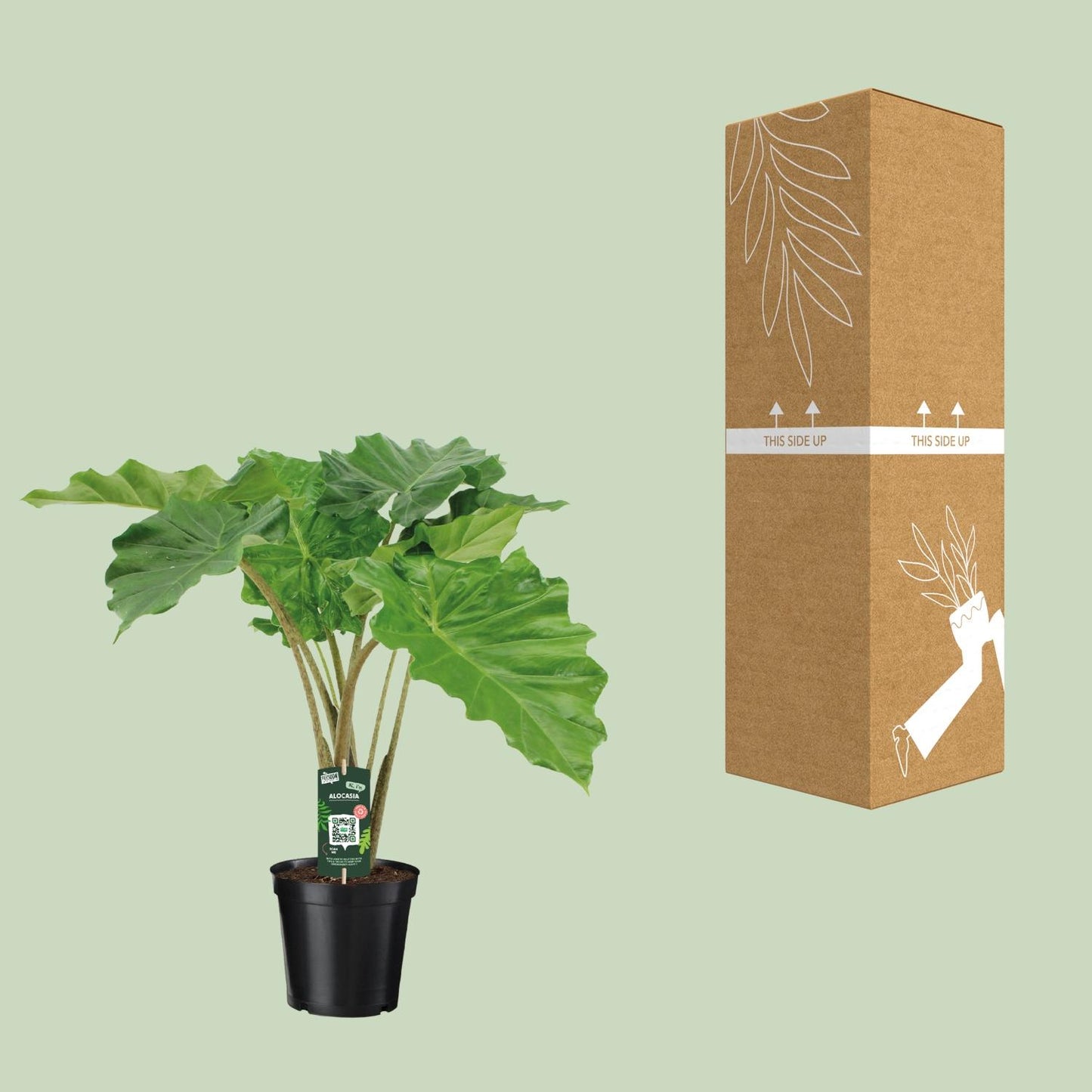 Pfeilblatt – Alocasia Portodora – 80 cm – Ø21 cm - Plantabulous