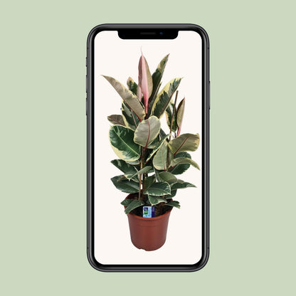 Gummibaum – Ficus 'Elastica Tineke' – ↑85 cm – Ø27 cm