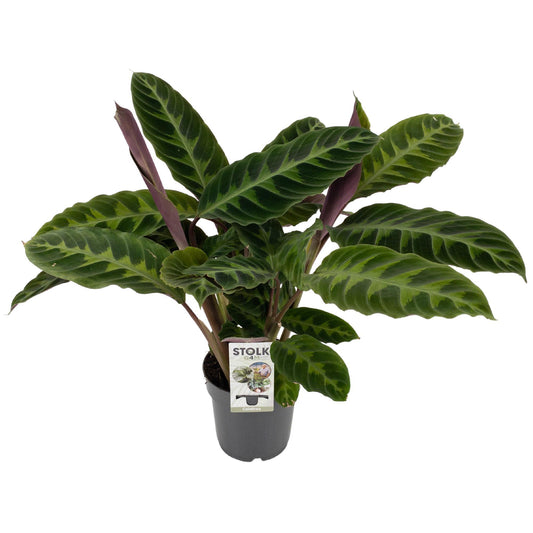Calathea Warscewiczii - Ø14cm - ↕50cm - Plantabulous