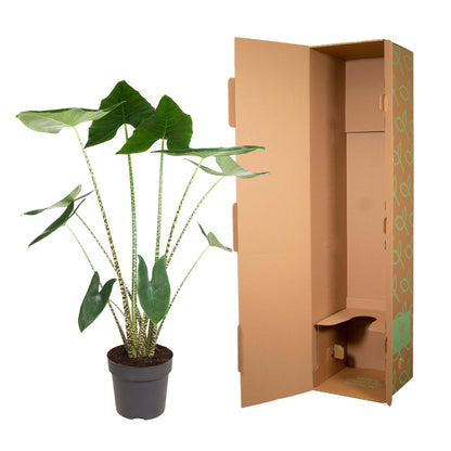 Pfeilblatt – Alocasia zebrina – 130 cm – Ø32 cm - Plantabulous