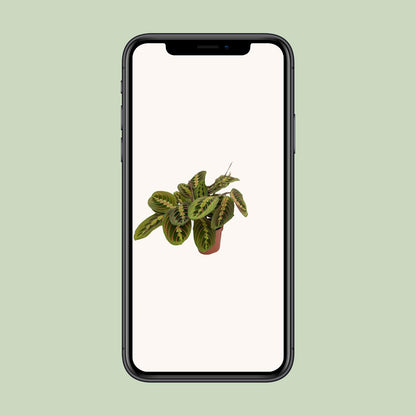 Pfeilwurz – Maranta leuconeura 'Fascinator' – 20 cm – Ø12 cm - Plantabulous