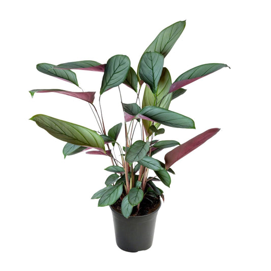 Ctenanthe Setosa - Ø17cm - ↕60cm - Plantabulous
