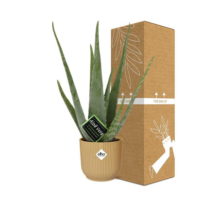 Aloe Vera 12cm in ELHO Vibes Fold 14cm geel - Plantabulous