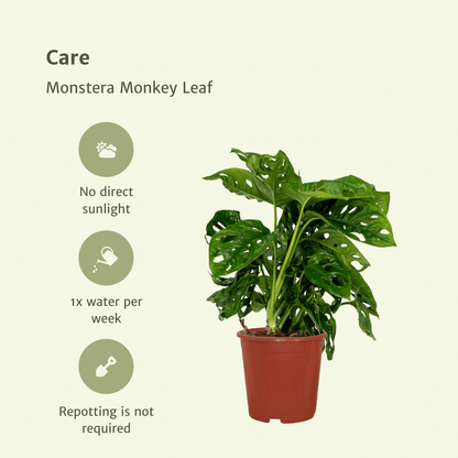 Pflanzen Set – 2 Pflanzen – Lochpflanze – Monstera 'Monkey Leaf' – ↑30 cm – Ø12 cm