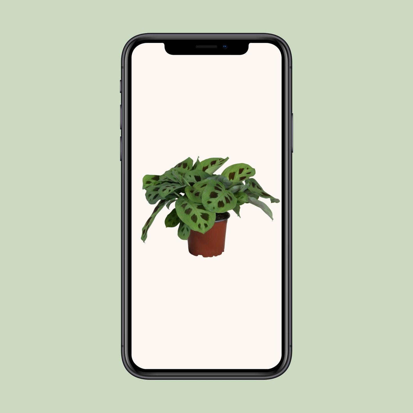 Pfeilwurz – Maranta Leuconeura 'Kerchoveana' – ↑30 cm – Ø12 cm