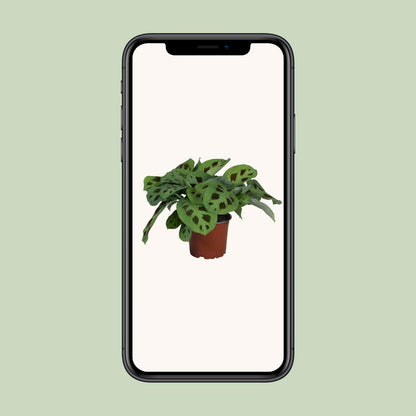 Pfeilwurz – Maranta Leuconeura 'Kerchoveana' – ↑30 cm – Ø12 cm