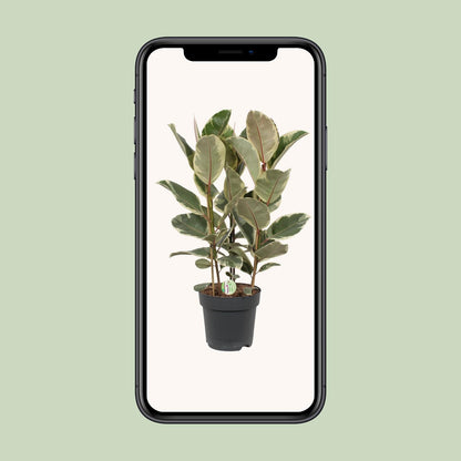 Gummibaum – Ficus 'Tineke' – ↑85 cm – Ø27 cm