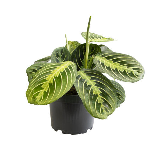 Maranta Lemon Lime - Ø12 ↕30 - Plantabulous