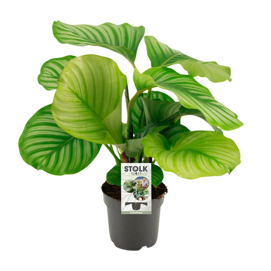 Korbmarante – Calathea orbifolia – 14 cm – Ø50 cm - Plantabulous