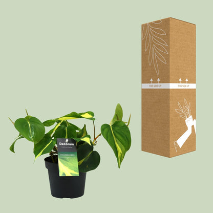 Philondendron Brasil Scandens - Ø12cm - ↕20cm - Plantabulous