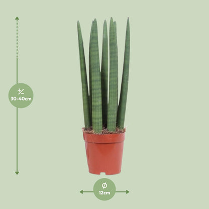 Bogenhanf – Sansevieria Straight – ↑40 cm – Ø12 cm