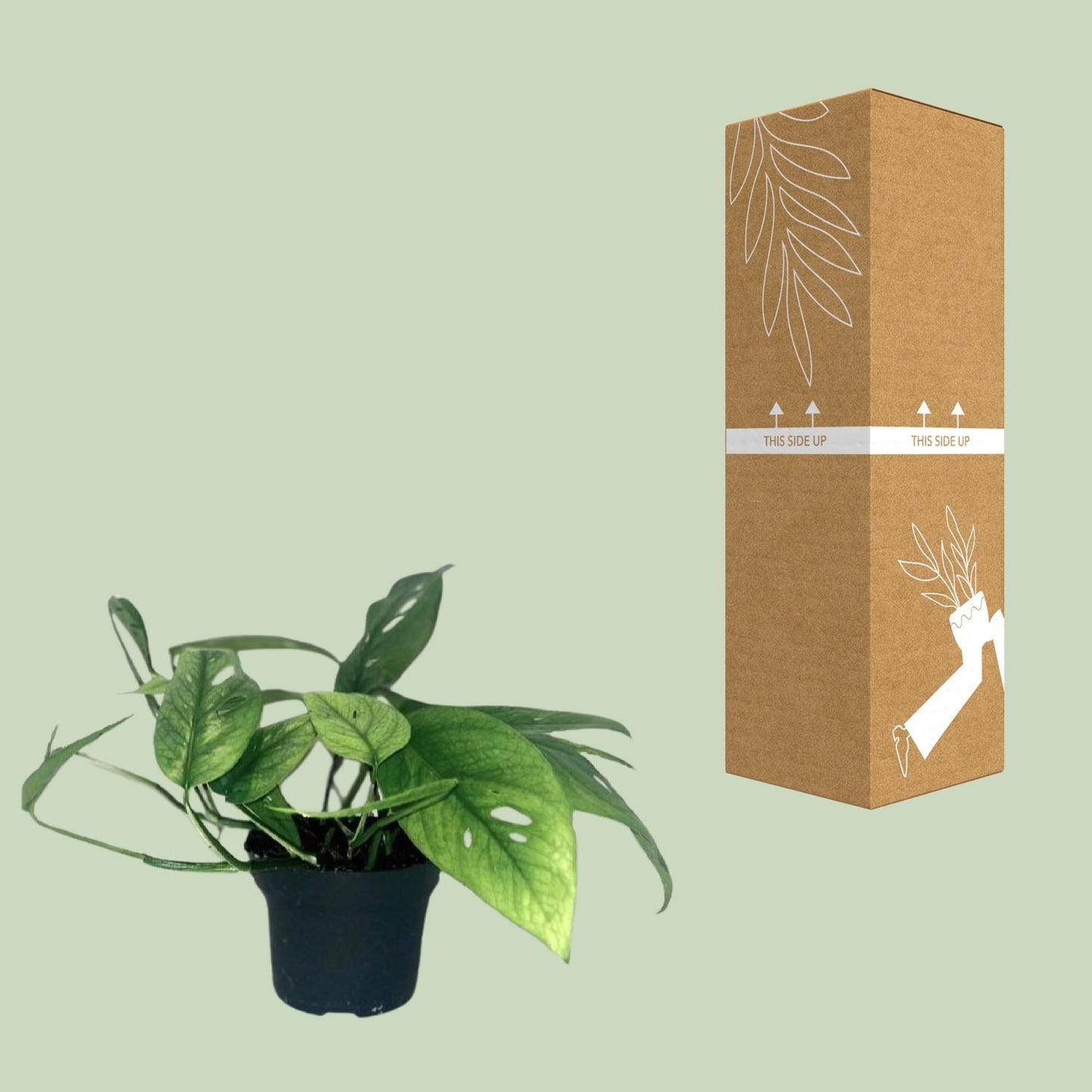 Efeutute – Epipremnum 'Cebu Blue' – ↑20 cm – Ø12 cm