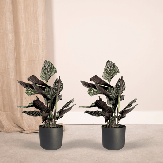 Pflanzen Set - 2 Pflanzen - Korbmarante - Calathea Ornata - ↑50cm - Ø14 cm