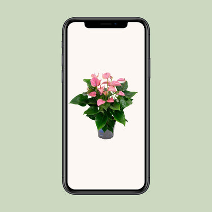 Anthurium KARMA Joli - ↑55cm - Ø17cm