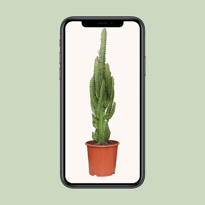 Euphorbia Trigona - Ø17cm - ↕70cm - Plantabulous