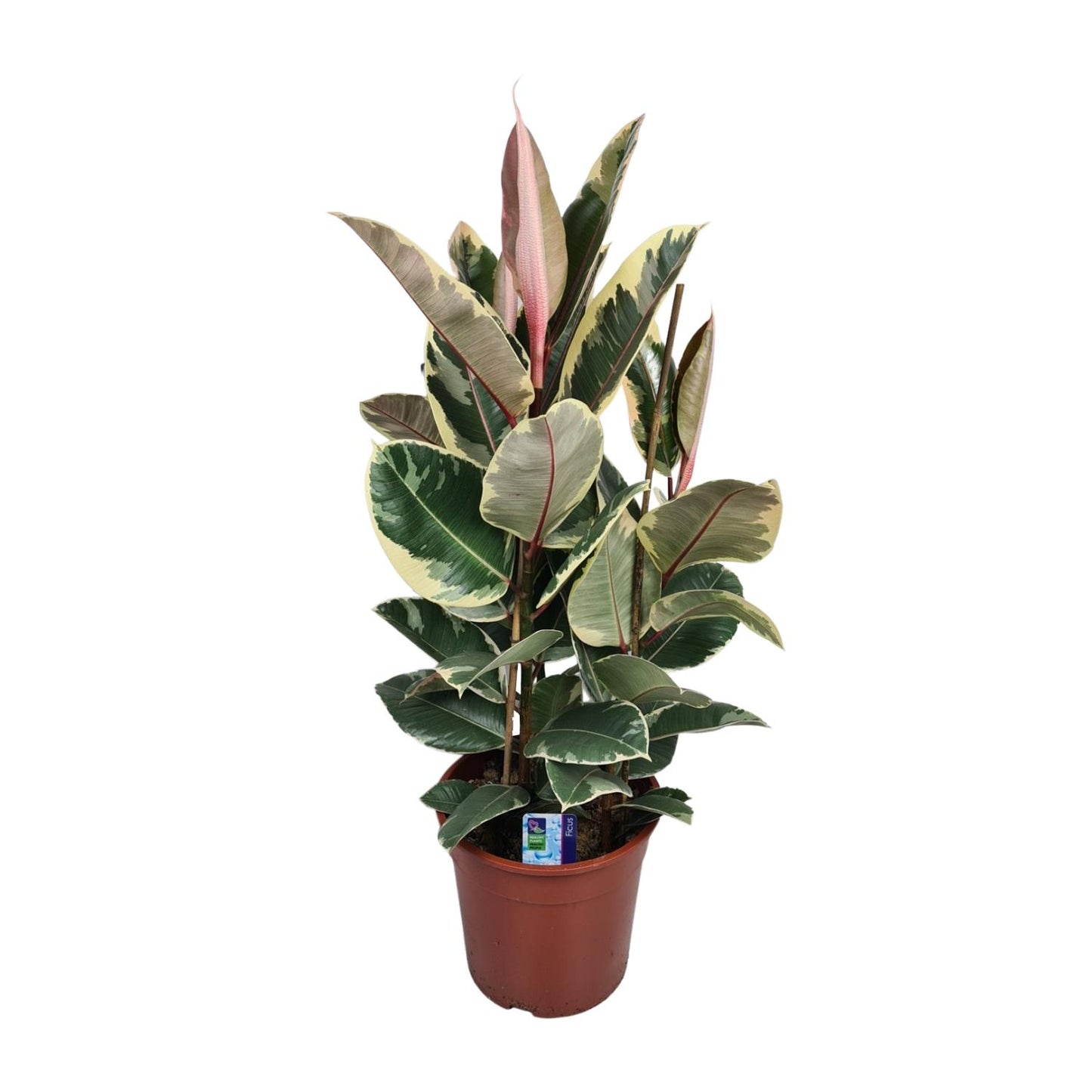 Gummibaum – Ficus 'Elastica Tineke' – ↑85 cm – Ø27 cm