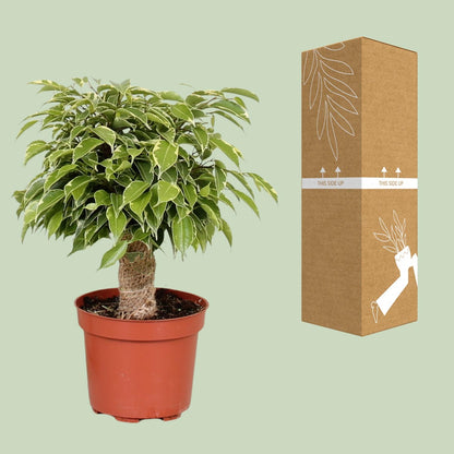 Ficus Benjamina Kinky - Ø12cm - ↕28cm - Plantabulous