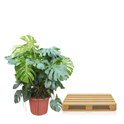 Fensterblatt – Monstera deliciosa – 130 cm – Ø55 cm - Plantabulous