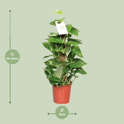 Epipremnum Pinnatum Mosstok 60cm Scindapsus - Ø15cm - ↕60cm - Plantabulous