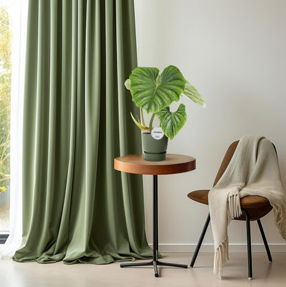 Philodendron Plowmanii - Ø15cm - ↕50cm - Plantabulous