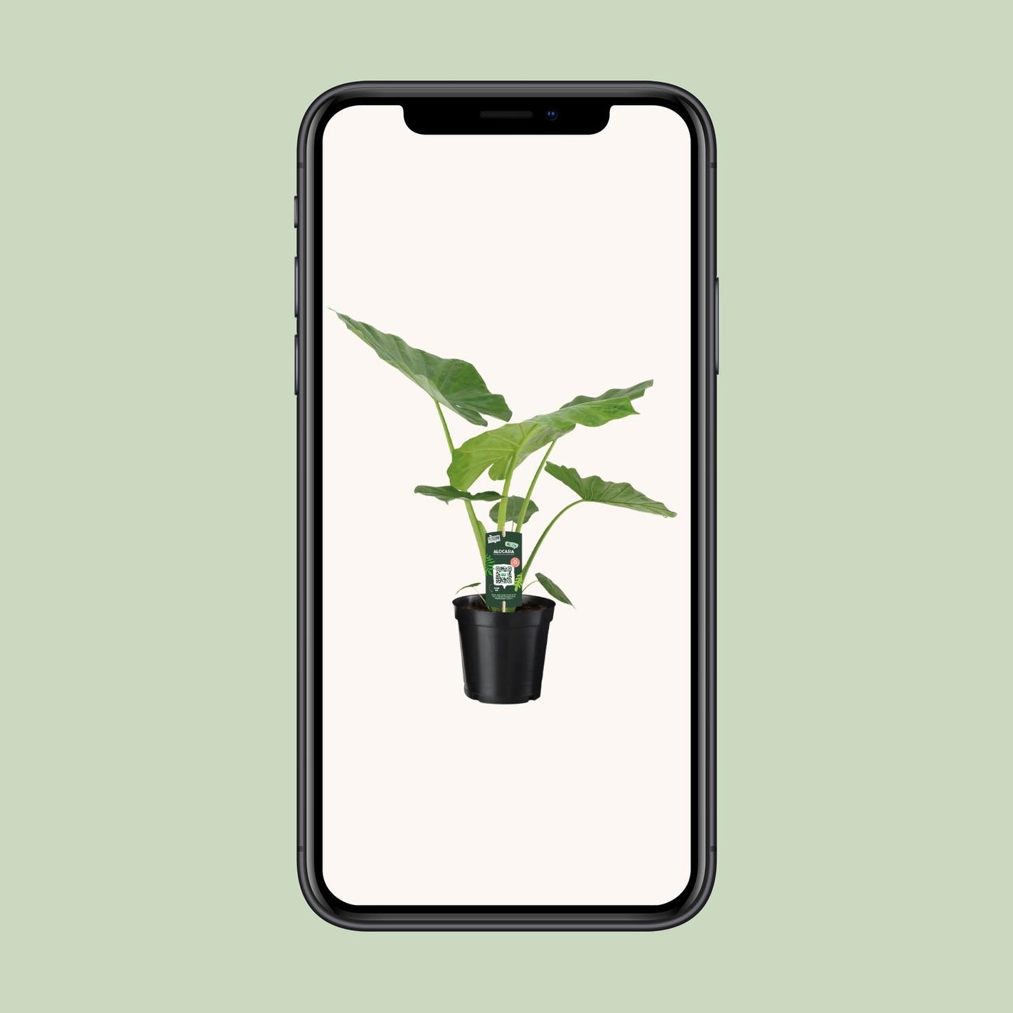 Pfeilblatt – Alocasia Macrorrhiza – 70 cm – Ø19 cm - Plantabulous