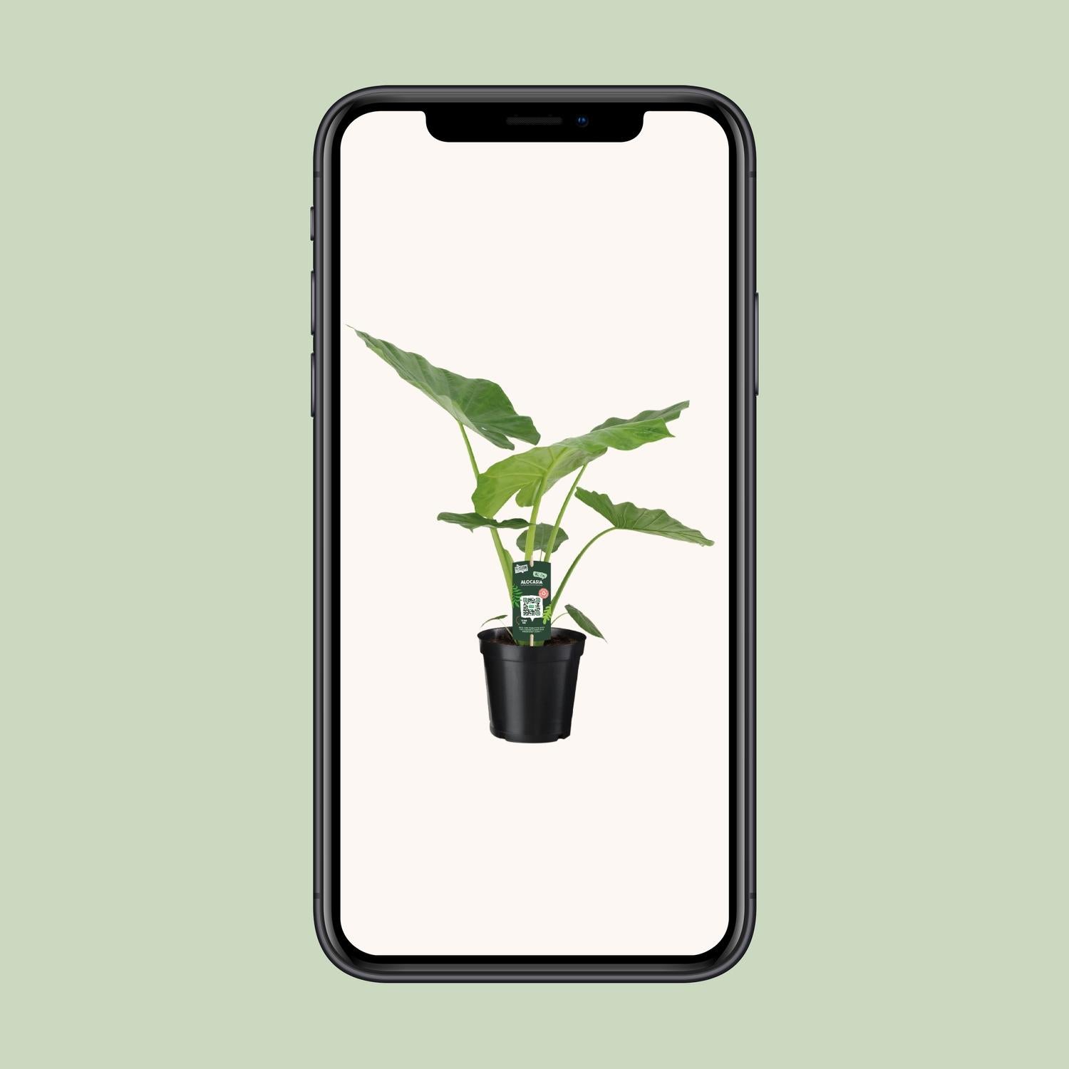 Pfeilblatt – Alocasia Macrorrhiza – 70 cm – Ø19 cm - Plantabulous