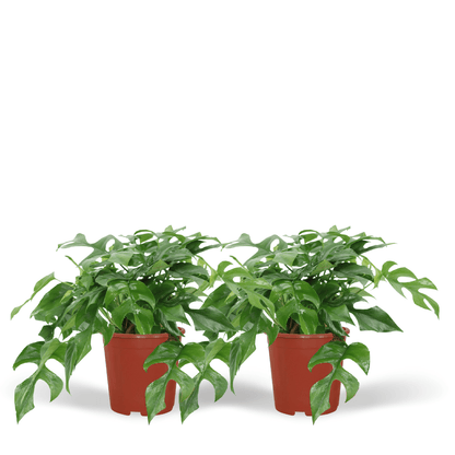 Pflanzen Set – 2 Pflanzen – Lochpflanze – Monstera 'Minima' – ↑30 cm – Ø15 cm