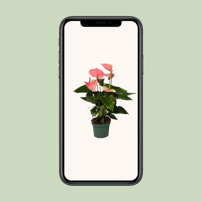Anthurium Sweet Dream - Ø12cm - ↕35cm - Plantabulous