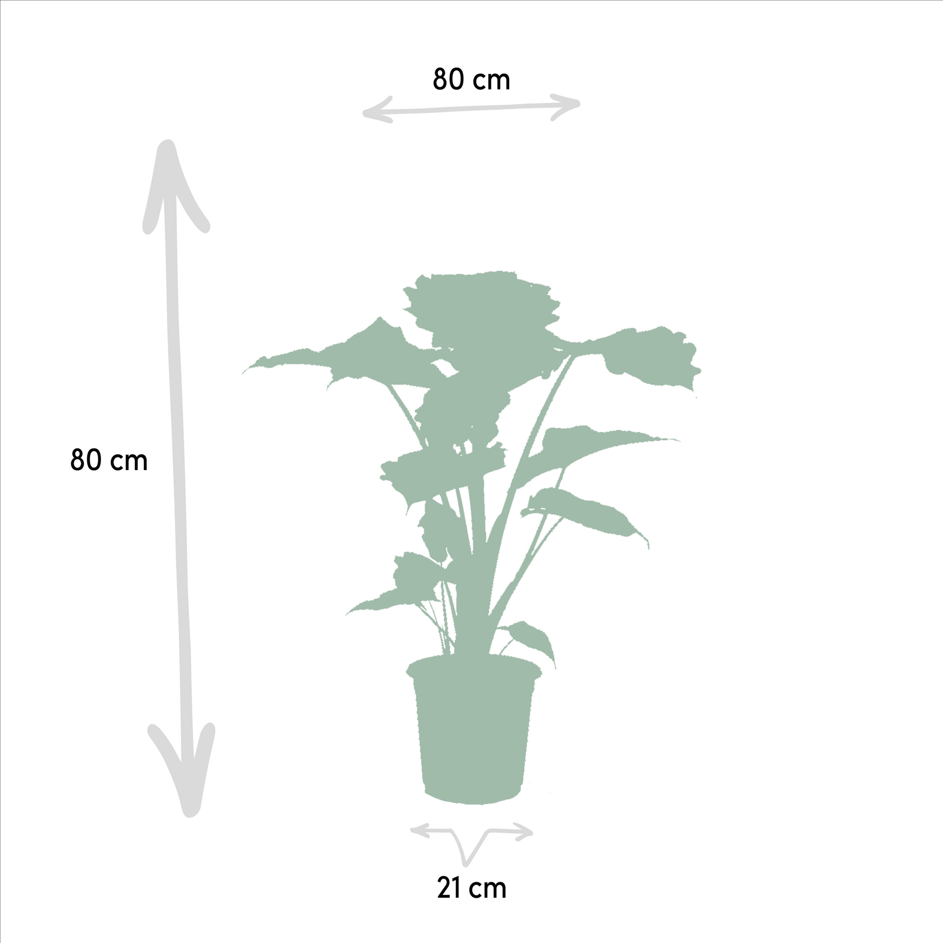 Pflanzen Set – 2 Pflanzen – Alocasia wentii – 60 cm – Ø19 cm – Alocasia portodora – 75 cm – Ø21 cm - Plantabulous