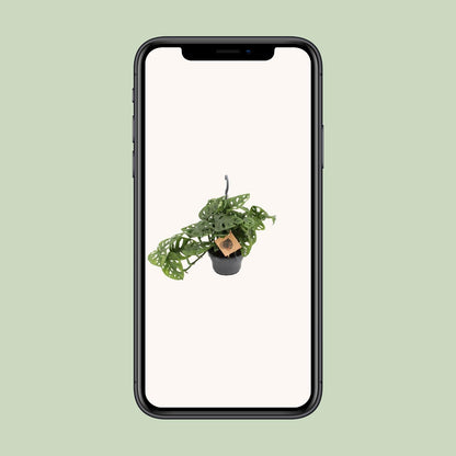 Monstera Monkey - Ø14cm - ↕30cm - Plantabulous