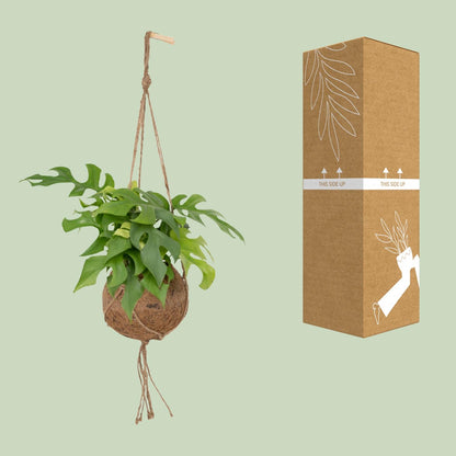Lochpflanze – Kokodama Monstera Minima - Rhaphidophora tetrasperma – 25 cm – Ø15 cm - Plantabulous