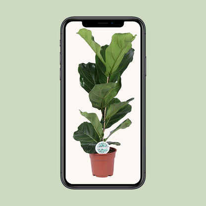 Ficus Lyrata - Ø17cm - ↕60cm - Plantabulous